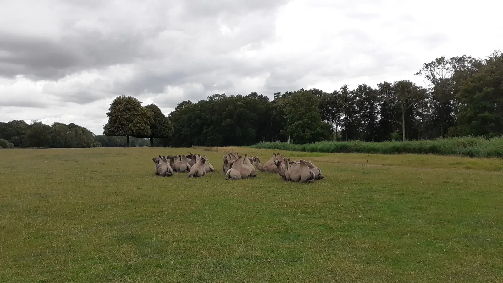 Kameler i Knuthenborg Safaripark. Du møder kamelerne under bilsafarien gennem parken.